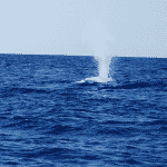 baleine-en-mer-mediterranee