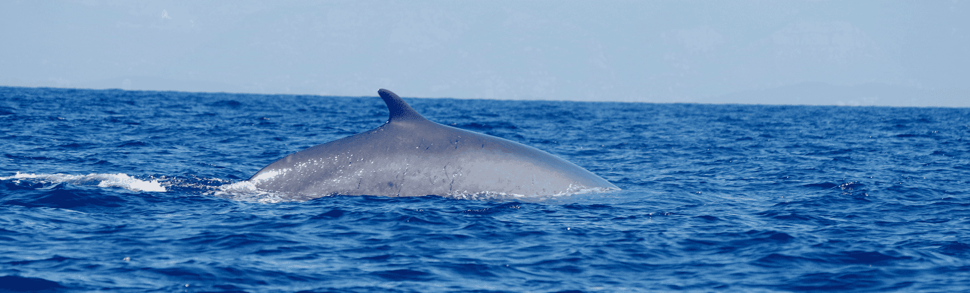 observation-baleine-toulon