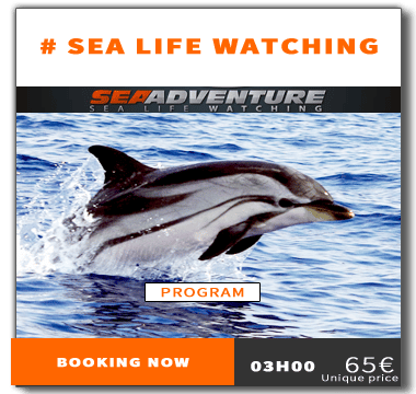 https://sea-adventure.net/wp-content/uploads/2018/01/reservation-sea-life-watching-en.png/