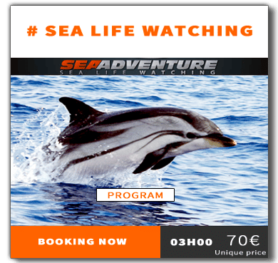 https://sea-adventure.net/wp-content/uploads/2018/12/reservation-sea-life-watching-eng.png/