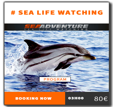 https://sea-adventure.net/wp-content/uploads/2023/11/reservation-whale-watching-en.jpg