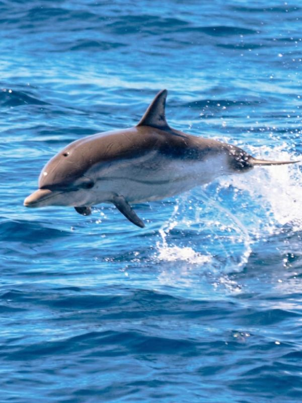 dauphin-baleine-sortie-en-mer-le-brusc-var dauphin-saut-sortie-en-mer-le-brusc-var.jpg