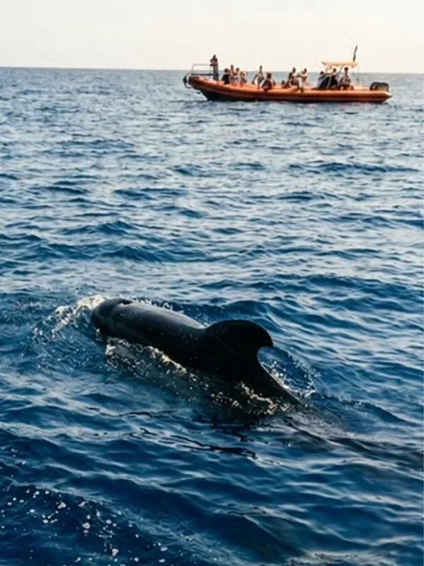 globicephale-approche-bateau-porquerolles-excursion-le-brusc-sea-adventure Globicéphale s'approchant du bateau lors d'une excursion à Porquerolles avec Sea Adventure, au départ du Brusc