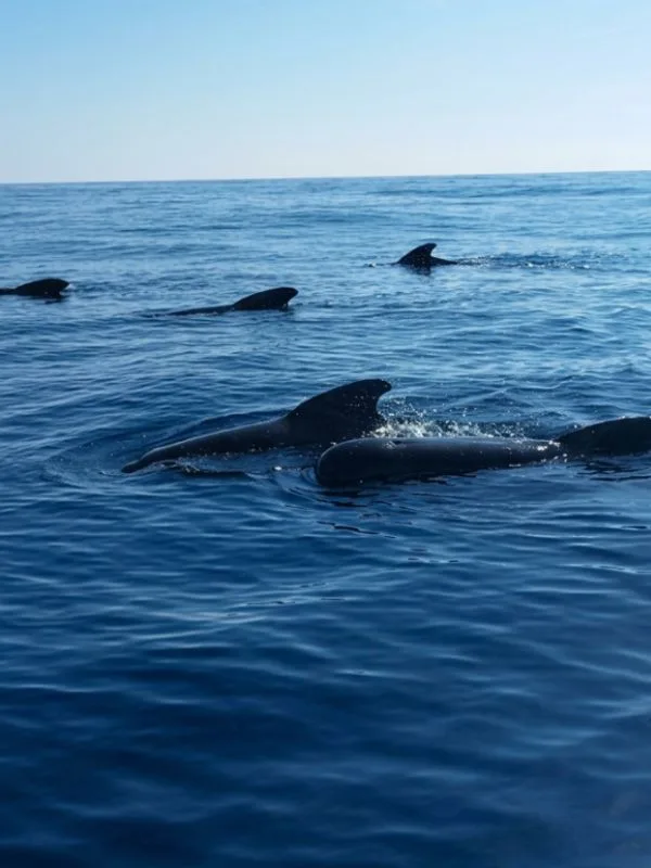  famille avec enfants en sortie dauphins et baleines au départ du Brusc près de Sanary et Bandol 