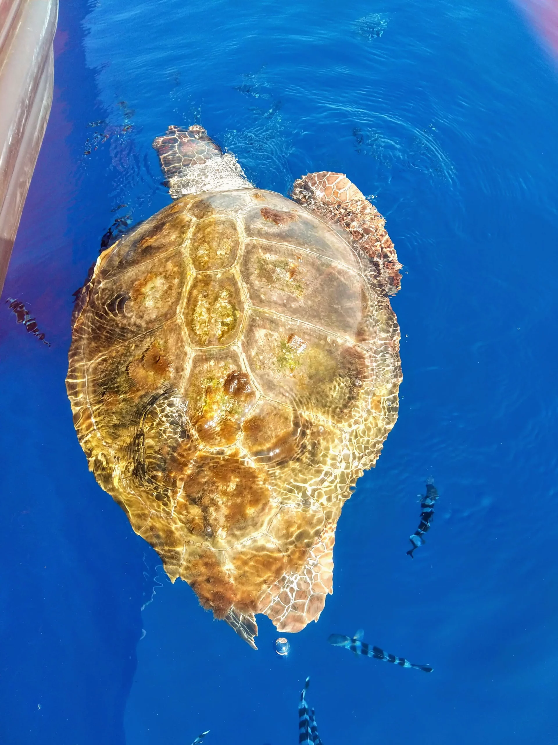 tortue-caouanne Groupe de dauphins en Méditerranée dans les eaux du Sanctuaire Pelagos au large de Six-Fours-les-Plages, Sanary et Bandol